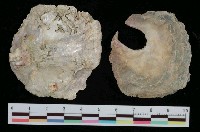 藏品(銀蛤)的圖片